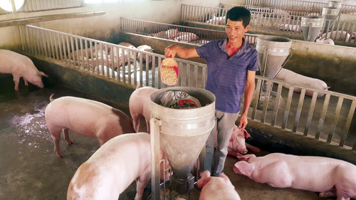 Làm giàu ở nông thôn: Nuôi lợn cho ăn hoa quả, nhân sâm - 1