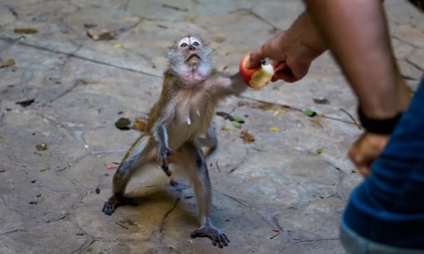 Malaysia: &#34;Băng nhóm&#34; khỉ kéo vào thành phố trộm thức ăn, rượt đuổi người - 1