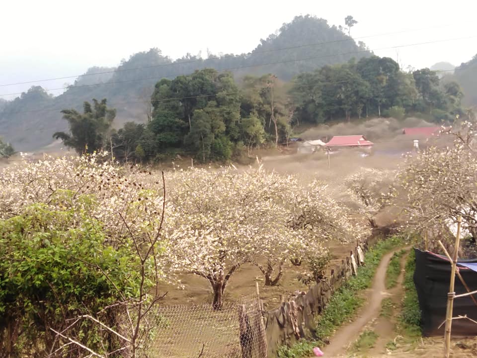 Mãn nhãn ngắm mùa hoa mận trên cao nguyên Mộc Châu - 1