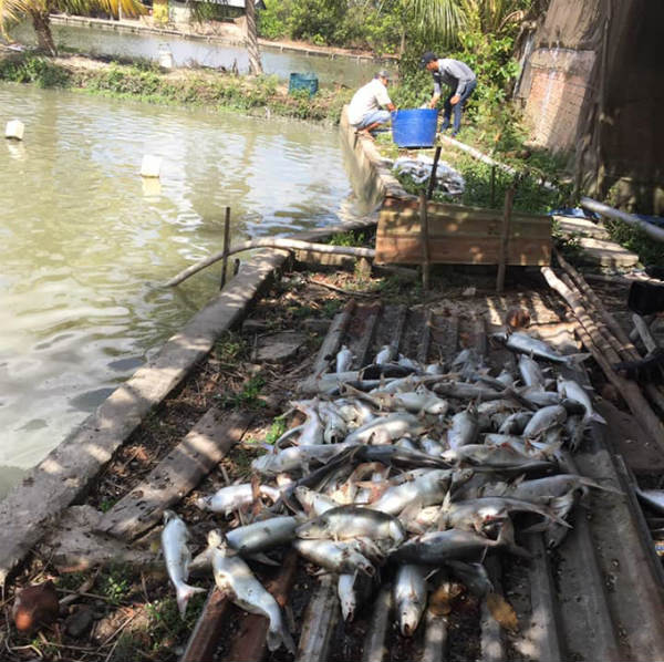 Hau Giang: Painful pond 40 tonnes of fish suspected of poisoning - 1