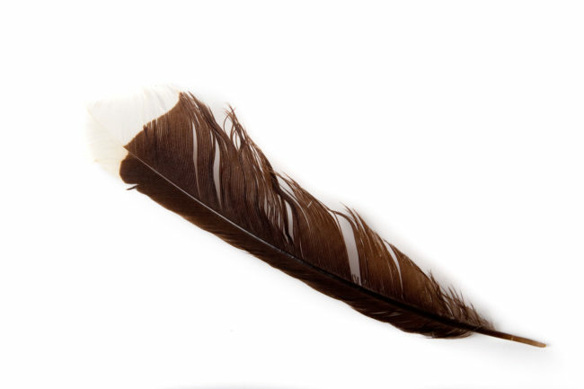 Lông chim Huia - 10.000 USD (khoảng 231 triệu VND).  Đây là bộ lông có giá trị nhất trên thế giới bởi nó thuộc về loài chim hiện đã tuyệt chủng Huia. Theo truyền thống, bộ lông của con chim được sử dụng để tô điểm cho các thủ lĩnh Maori.