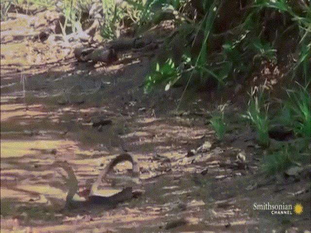 Video: Trận tử chiến ác liệt giữa cầy mangut và rắn mamba đen kịch độc