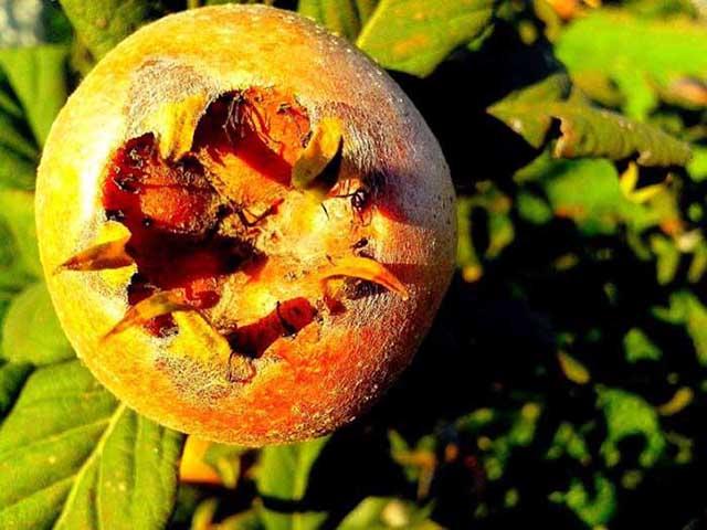 Loại quả chỉ có thể ăn sau khi đã thối rữa nhưng mang lại lợi ích thần kỳ