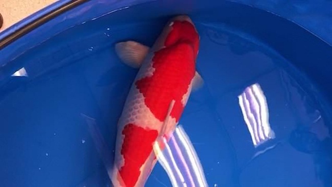 Tháng 10/2018, một con cá Koi có tên S Legend, thuộc giống Kohaku được đưa ra đấu giá thành công tại Nhật Bản.