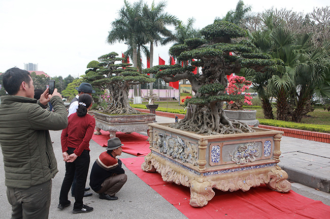 Hai cây sanh lớn với hình dạng đặc biệt của đại gia Hà Nội khiến nhiều người thích thú tại Triển lãm sinh vật cảnh tỉnh Bắc Ninh (2019). Theo chủ nhân, giá trị của hai tác phẩm rất lớn.