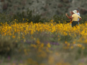 Đợt "siêu nở hoa" vô cùng bất thường trên sa mạc California