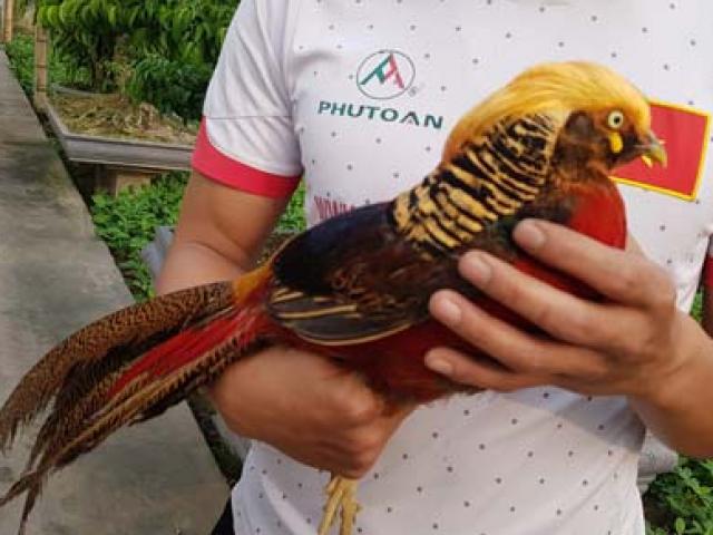 kỷ thuật nuôi chim trĩ bảy màu sanh sản | Tràm Chim Việt