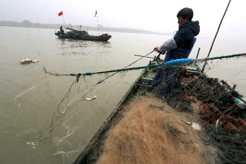 Loài cá quý nhất sông Trường Giang, giá bán có thể lên tới hơn 10 triệu nửa kg - 1