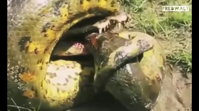 Bị trăn Anaconda khổng lồ siết, cá sấu tung đòn cuối cắn chặt đầu trăn