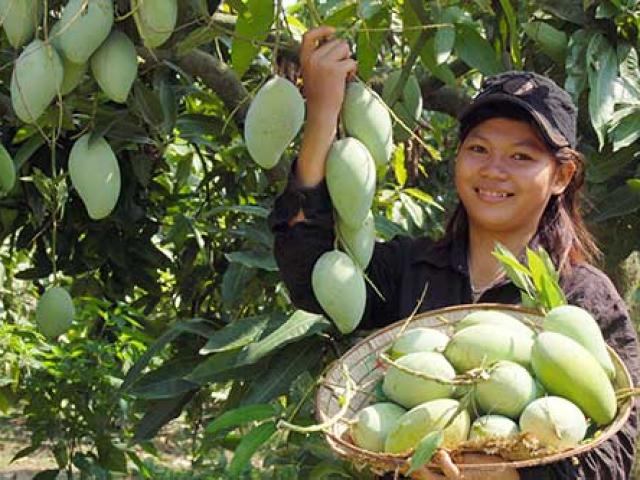 Trái cây Việt Nam ”vật lộn” cả sân nhà và sân khách