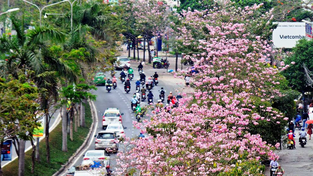 Không ngờ giữa Sài Gòn lại có “thiên đường” hoa kèn hồng đẹp như thế này - 1