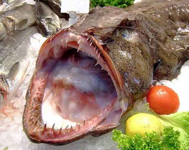 Loài cá có hình dạng xấu xí bậc nhất thế giới nhưng hương vị trên cả tuyệt vời 1553082573-43-khiep-dam-loai-ca-xau-co-hinh-dang-xau-xi-nhin-la-chang-muon-an-2-1553057776-width640height507