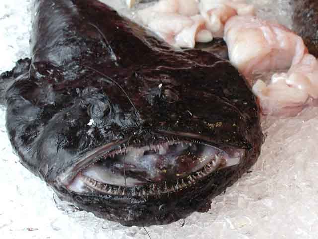Loài cá có hình dạng xấu xí bậc nhất thế giới nhưng hương vị trên cả tuyệt vời 1553082573-689-khiep-dam-loai-ca-xau-co-hinh-dang-xau-xi-nhin-la-chang-muon-an-1-1553057770-width640height480