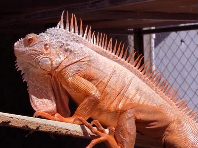 Trai 97 nuôi cả trăm con ”quái vật” thú cưng rồng Nam Mỹ ở An Giang