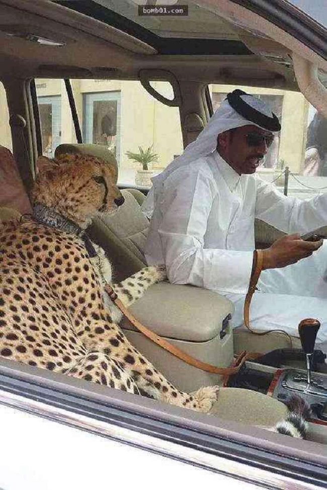 Người Dubai cũng thích nuôi thú cưng, nhưng họ sẽ không chọn những con vật bình thường như chó mèo mà thay vào đó là hổ, báo, sư tử.