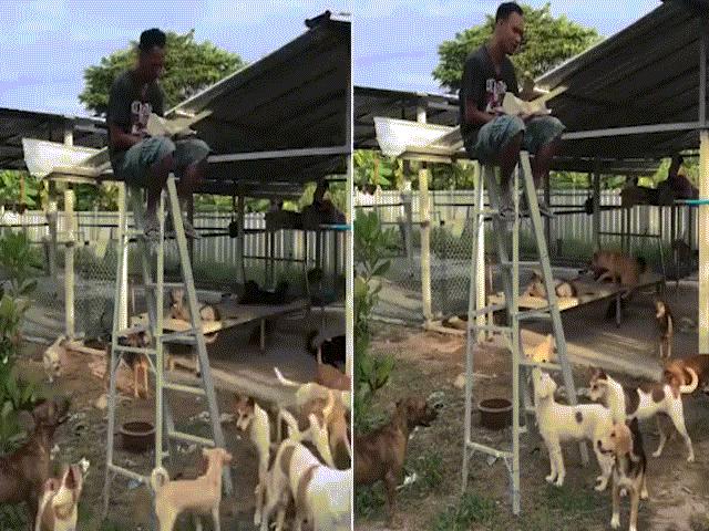 Người đàn ông phải ngồi trên thang vì bị đàn chó đói ”bao vây”