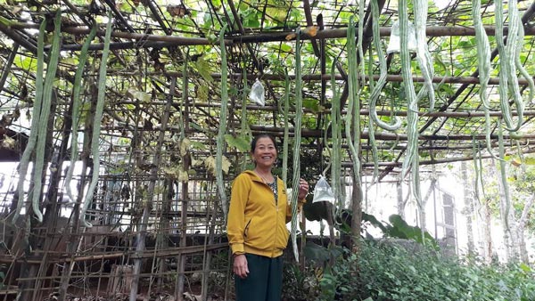 Hàng trăm quả mướp rắn trong khu vườn Quảng Trị, mỗi quả dài gần 2m - 1