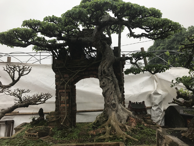 Cây sanh tại một nhà vườn ở Văn Giang (Hưng Yên) gợi nhớ về hình ảnh làng quê ngày xưa được nhiều người chơi cây cảnh yêu thích.
