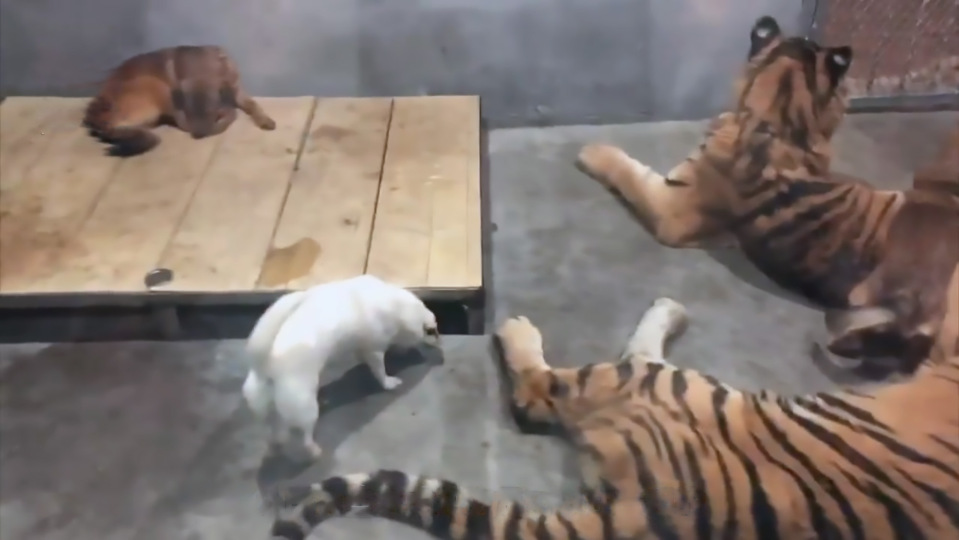 TQ: Thăm vườn thú, choáng với cảnh chó bị nhốt chung chuồng với hổ dữ