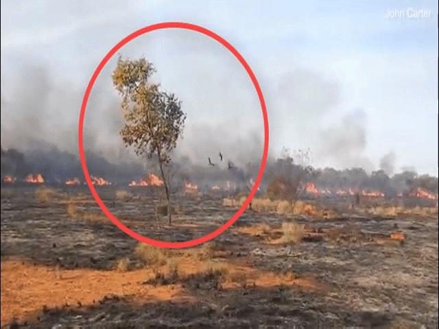 Úc: Chim thông minh biết dùng lửa để săn mồi, khiến cháy rừng trở thành đại họa
