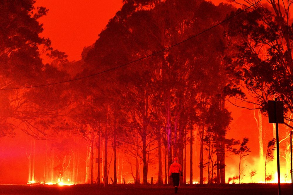 Úc: Chim thông minh biết dùng lửa để săn mồi, khiến cháy rừng trở thành đại họa - 3