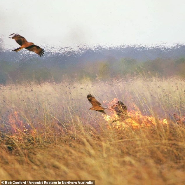 Úc: Chim thông minh biết dùng lửa để săn mồi, khiến cháy rừng trở thành đại họa - 1