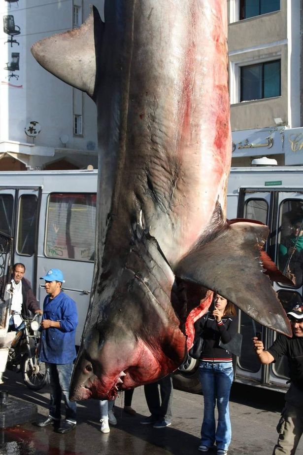 Cá mập trắng &#34;khủng&#34; bị treo ngược khiến nhiều người xôn xao - 1
