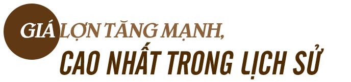 Tăng phi mã, đắt hơn thịt bò, giá lợn Tết "con chuột" sẽ đi về đâu? - 2