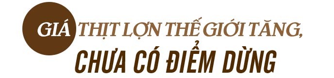 Tăng phi mã, đắt hơn thịt bò, giá lợn Tết "con chuột" sẽ đi về đâu? - 9