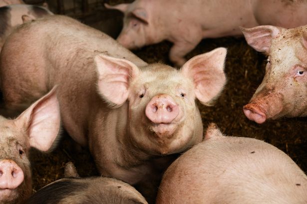 Ba Lan: Người đàn ông biến mất bí ẩn ở trang trại nuôi lợn, chỉ còn lại xương - 1