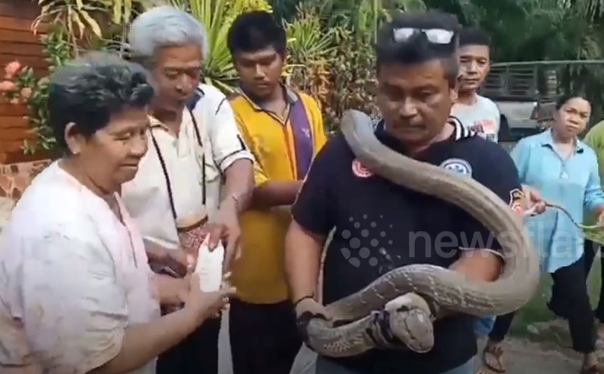 Video: Đang ăn tối, hoảng hồn thấy hổ mang chúa khổng lồ dài 5m ghé thăm - 1