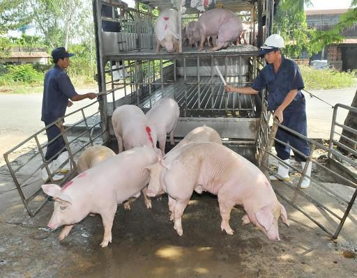 Doanh nghiệp chăn nuôi đồng loạt giảm giá thịt lợn hơi còn 75.000 đồng/kg - 1