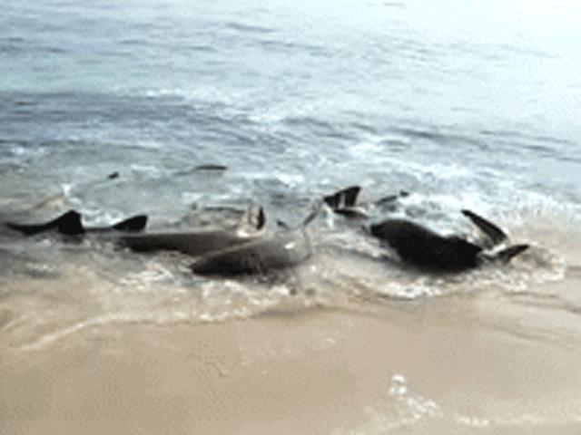 Video: Kinh hãi cảnh đàn cá mập hung dữ chen nhau lao lên bờ kiếm mồi