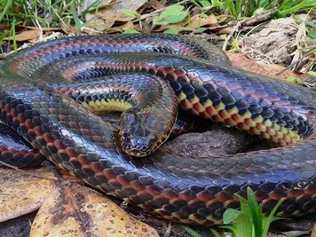 Loài rắn kỳ lạ tái xuất sau 50 năm vắng bóng