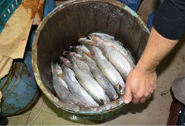 Fesikh được làm từ loại cá có tên là Mugil - sống ở Địa Trung Hải và biển Đỏ. Tuy nhiên, không mấy ai biết những sự thật đằng sau món ăn này.