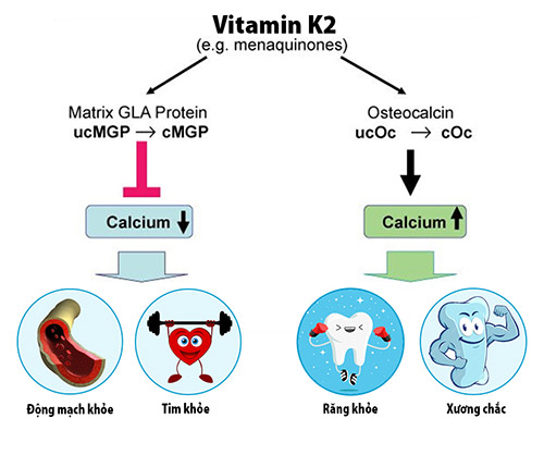 Vitamin K2 giúp trẻ “bứt phá” chiều cao, răng đẹp tự nhiên - 1
