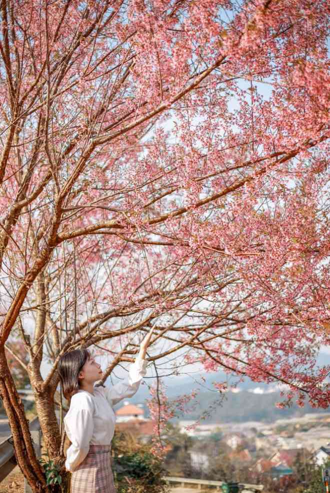 Đi đâu đón 2021: Mời bạn ghé thăm những con đường ngập sắc hoa anh đào ở Đà Lạt - 4
