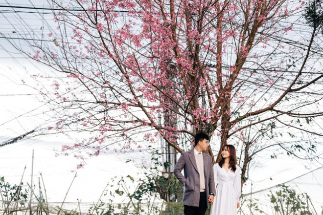 Đi đâu đón 2021: Mời bạn ghé thăm những con đường ngập sắc hoa anh đào ở Đà Lạt - 6