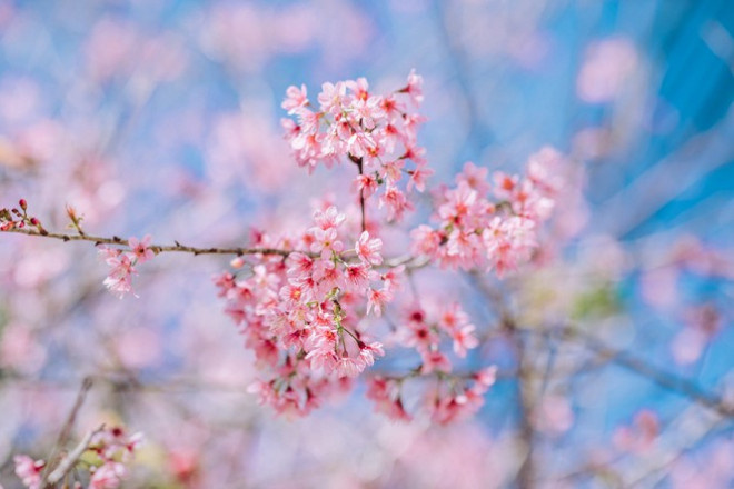 Đi đâu đón 2021: Mời bạn ghé thăm những con đường ngập sắc hoa anh đào ở Đà Lạt - 3