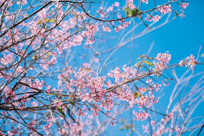 Đi đâu đón 2021: Mời bạn ghé thăm những con đường ngập sắc hoa anh đào ở Đà Lạt - 5