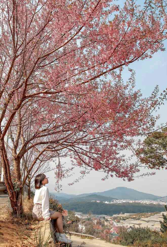 Đi đâu đón 2021: Mời bạn ghé thăm những con đường ngập sắc hoa anh đào ở Đà Lạt - 7