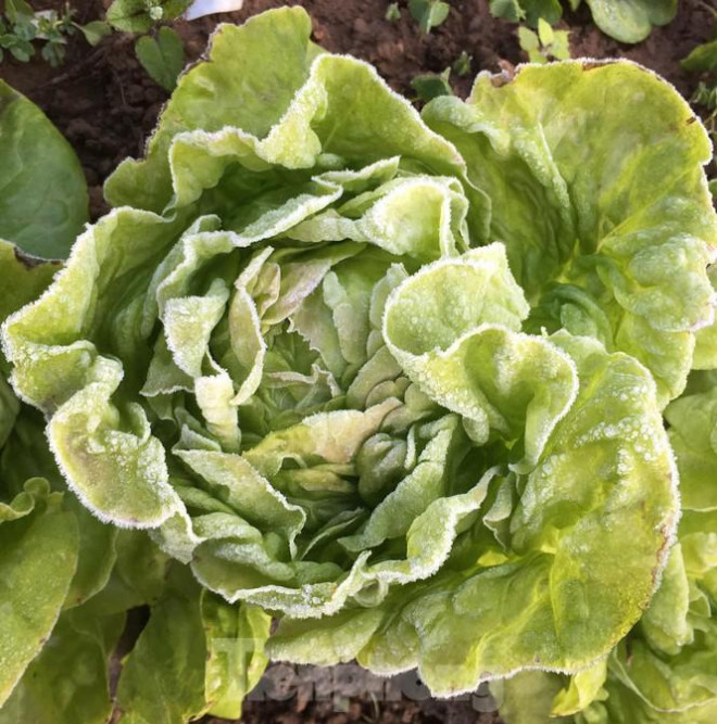 Sương muối bao phủ, trắng nhà cửa, ruộng đồng ở Lạng Sơn - 2