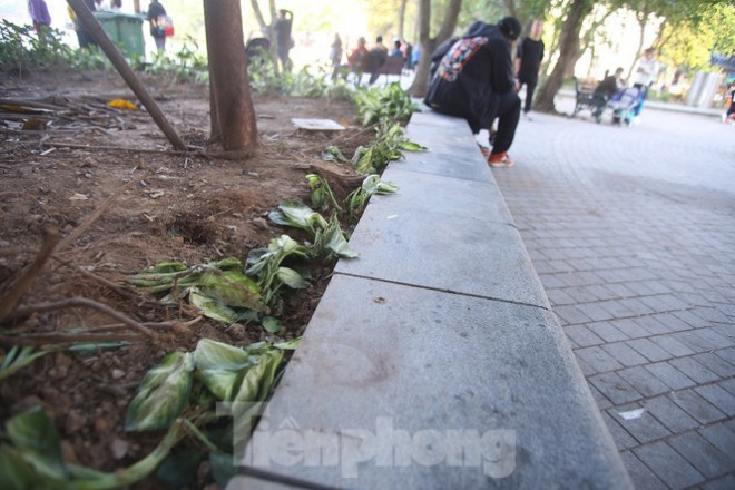 Thảm hoa hồ Hoàn Kiếm "nát bươm" sau giao thừa và Tết Dương lịch - 5