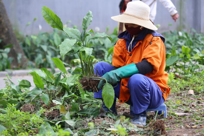 Thảm hoa hồ Hoàn Kiếm "nát bươm" sau giao thừa và Tết Dương lịch - 22