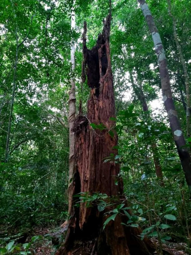 Bí ẩn cung đường đến vương quốc cá sấu giữa rừng Cát Tiên - 13