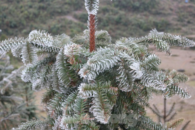 Xuất hiện băng tuyết tại xã biên giới Mèo Vạc - Hà Giang - 2