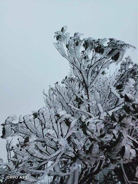 Tuyết trắng bao phủ nhiều nơi ở tỉnh Lào Cai - 5