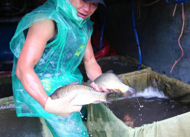 Tay trần bê đá lạnh, bắt cá tươi trong cái rét thấu xương Hà Nội - 2