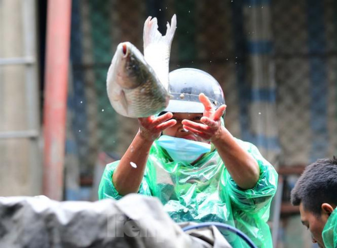 Tay trần bê đá lạnh, bắt cá tươi trong cái rét thấu xương Hà Nội - 8