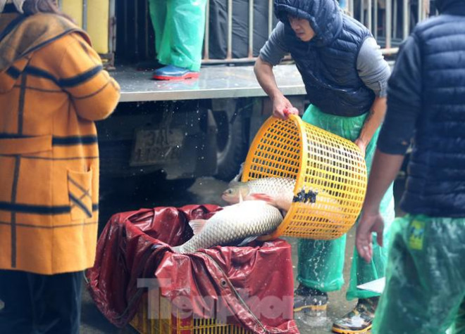 Tay trần bê đá lạnh, bắt cá tươi trong cái rét thấu xương Hà Nội - 7